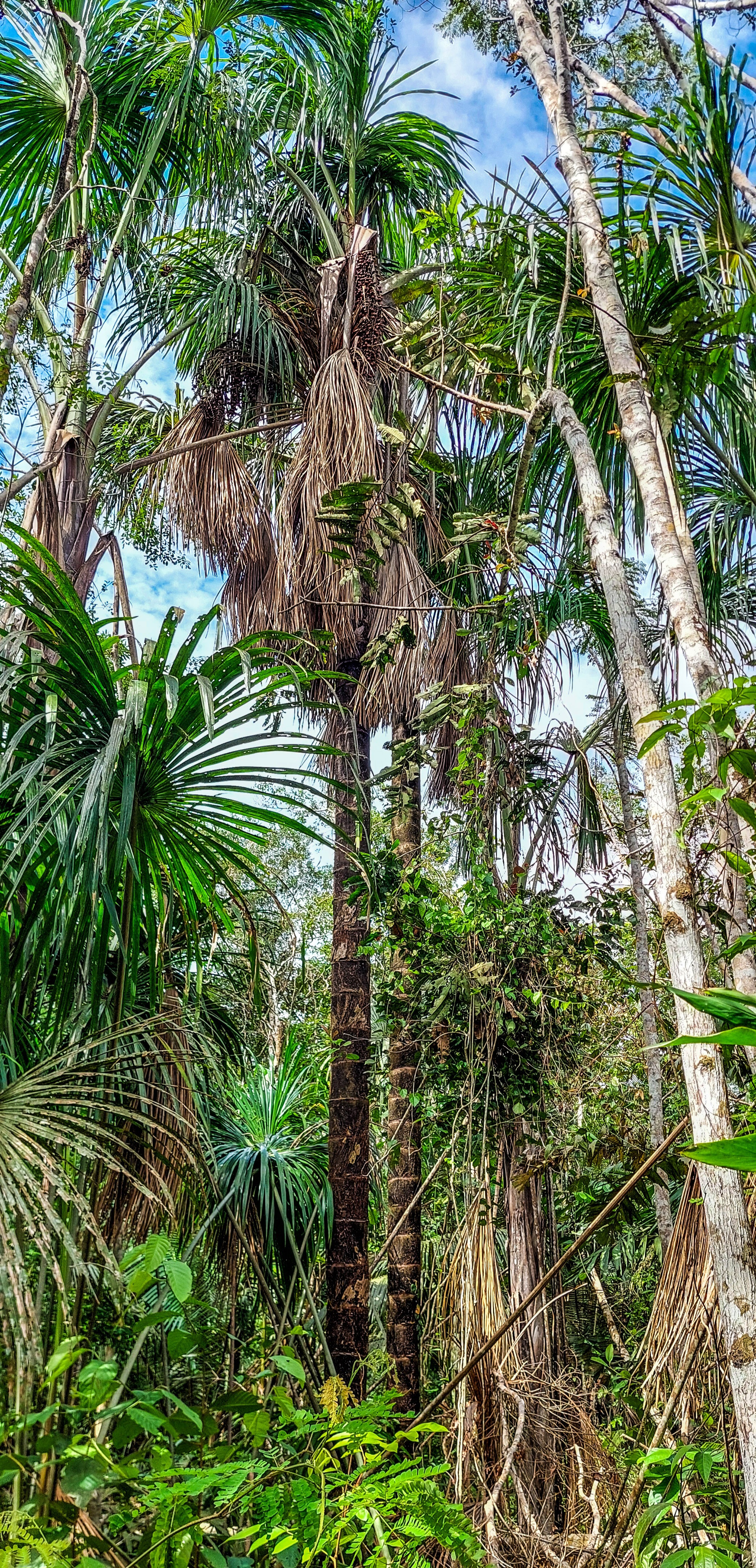 Bosques pantanosos de palma