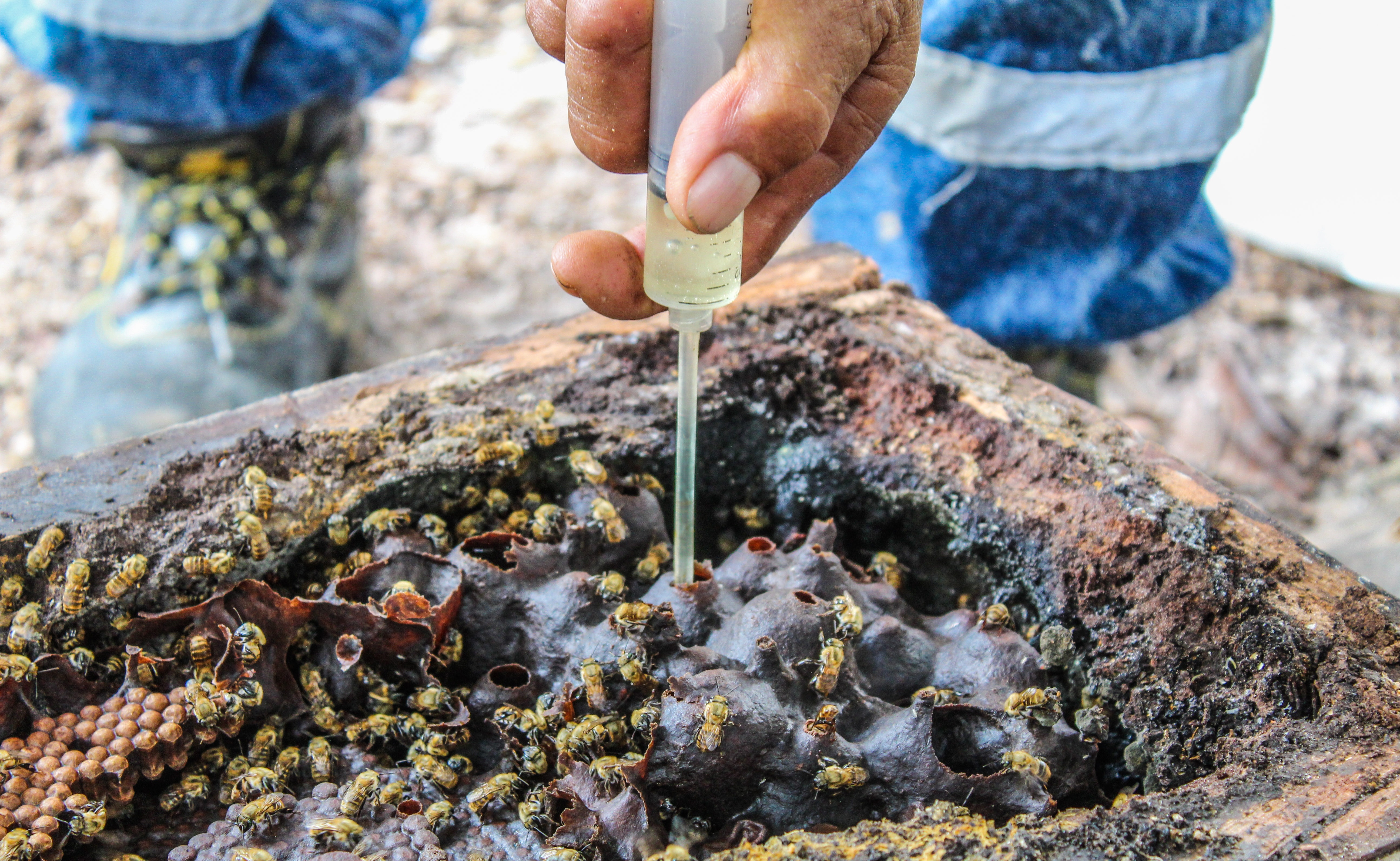 Imagen de Apicultura