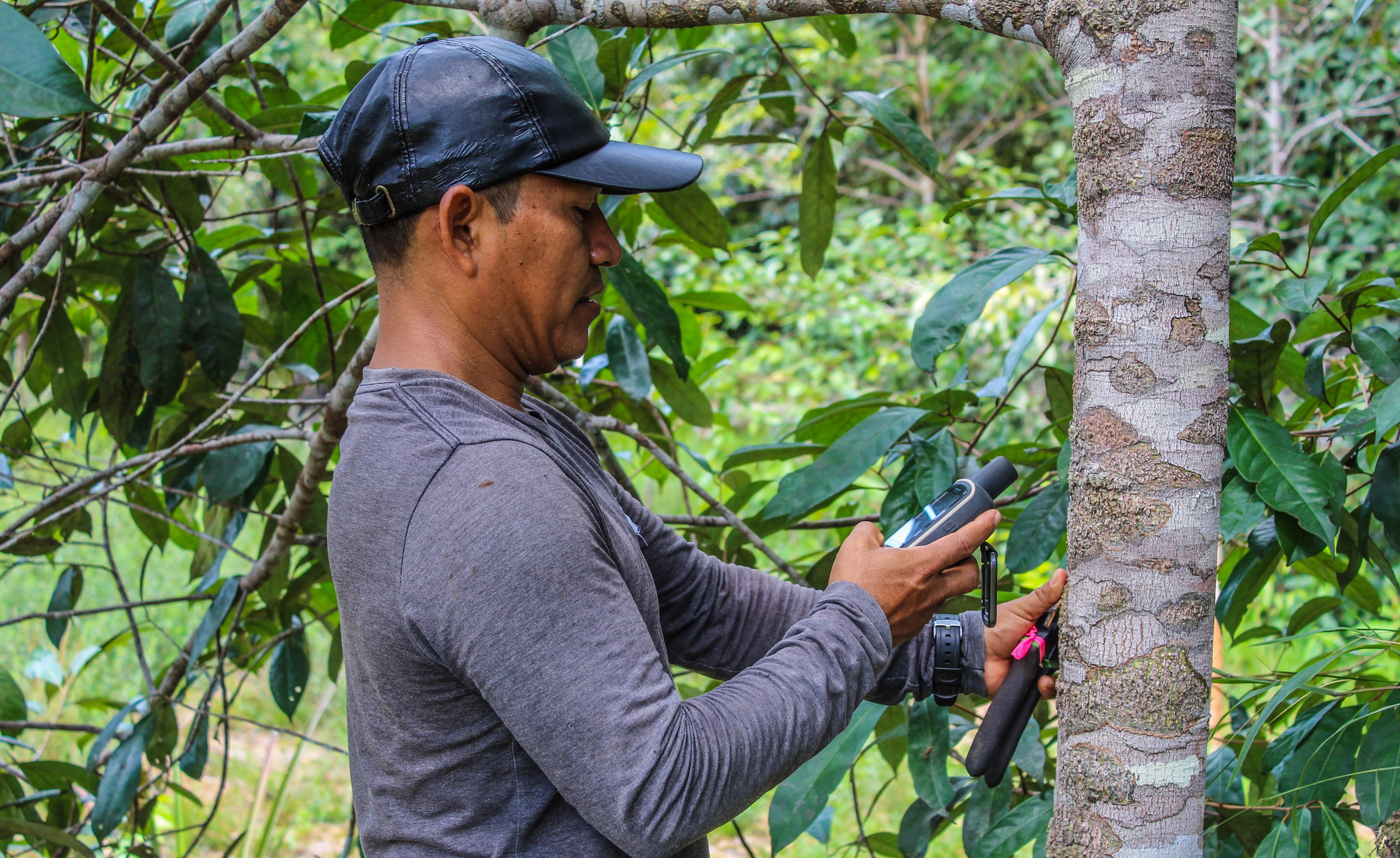 Imagen de Reforestación