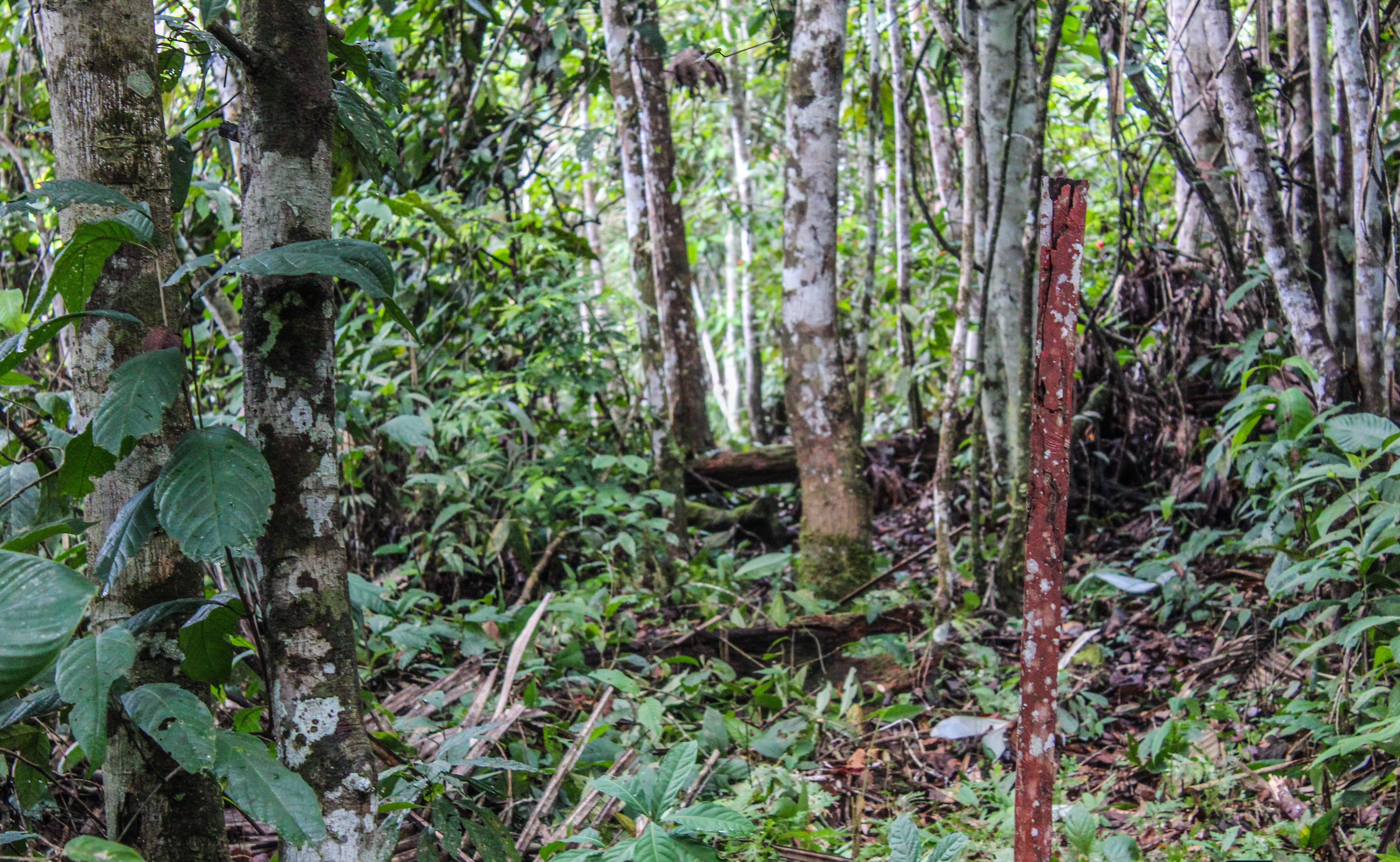 Imagen de Guardianía de bosques